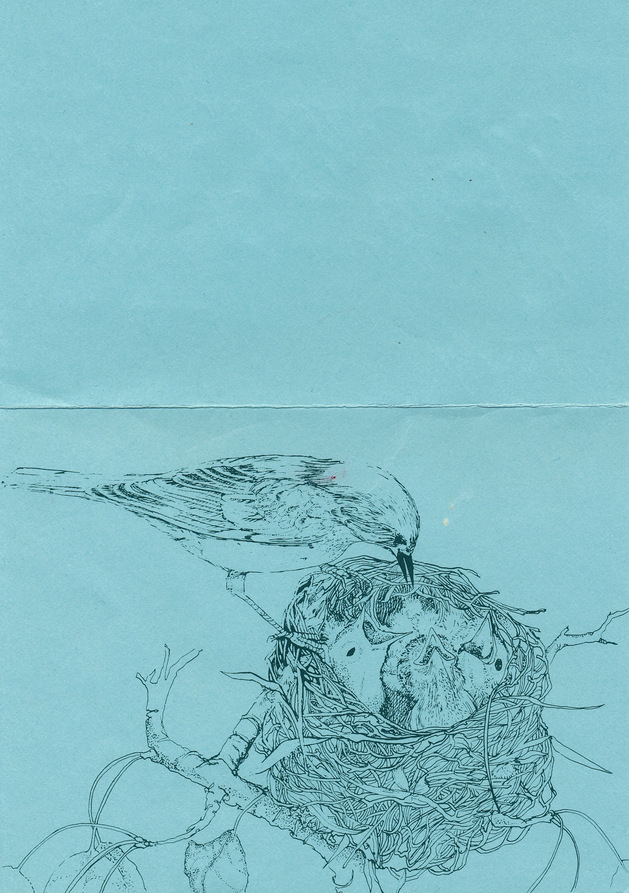 bird-drawing.jpg