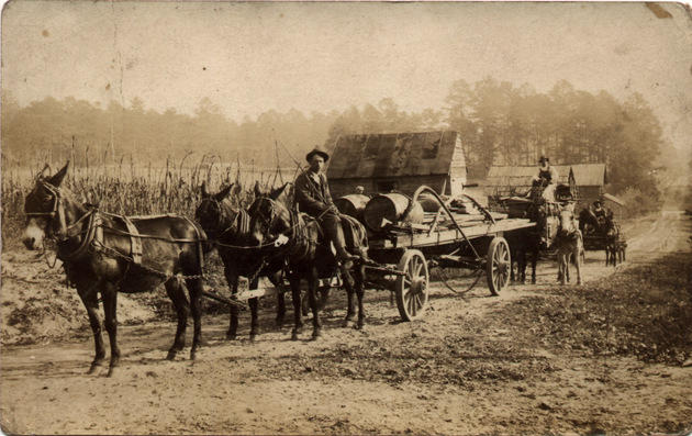mule-wagons.jpg